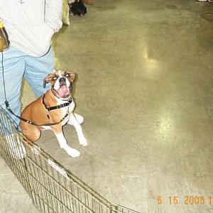 Xena-5-1/2 mos. Graduates Puppy Class