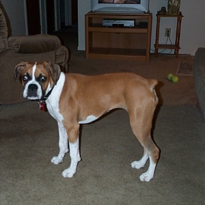 Xena-5/2 Mos. Playtime with Daddy