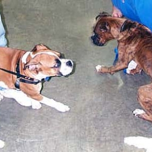 Boxers at Play
