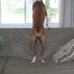 Come Back Daddy!