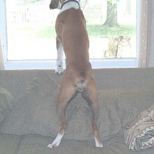 I'll get that squirrel one day..