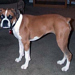 Xena-Standing Proud-5.5 months