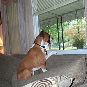 Window Watching