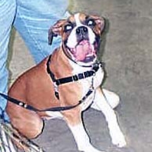 Grab it and Run Xena-Puppy Graduation