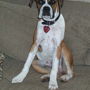 Xena-Couch Sitting-nearly 6 months old