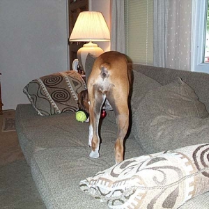Xena-Romping on the Furniture