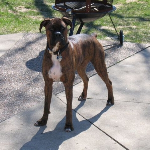Bruno