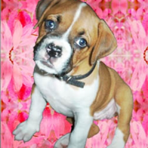 Laila (7wks)
