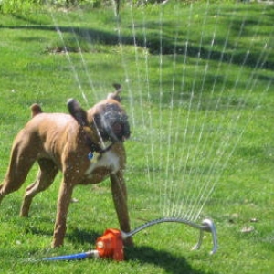 Oohh - a sprinkler!
