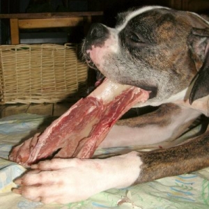 P?n?loppe eating