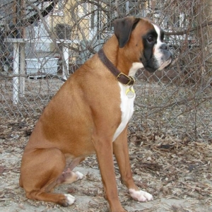 Igor