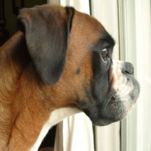 Igor