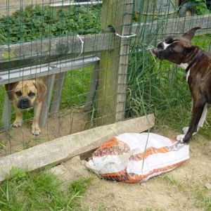 Hole digging accompolice