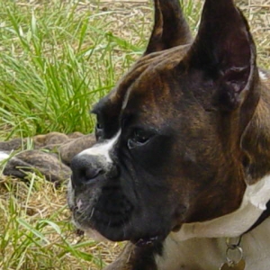 Head Shot 5 months