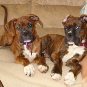 Rescue Puppies