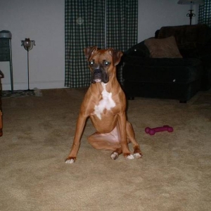 Hurry - I want my bone