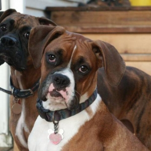 DOLLY & DAISY