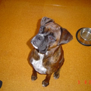 Sitting nicely for a treat