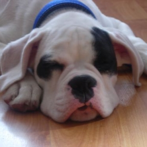 sleepy head