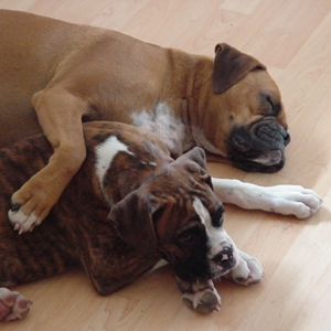 pals forever