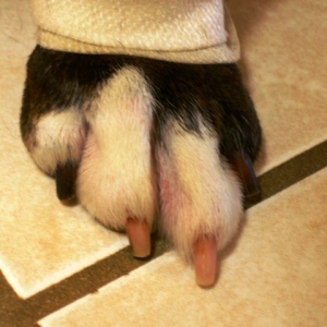 Flat Toes (Front)