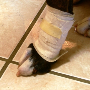 Flat Toes (Side)