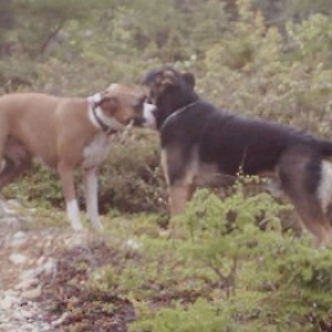 Al & Brooklyn whispering