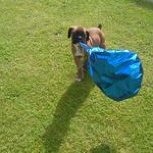 AL - 8 weeks