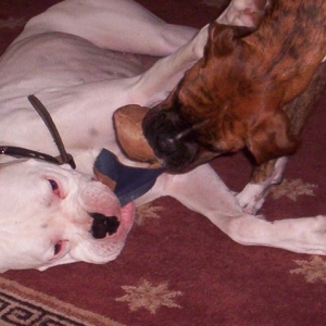 tug of war