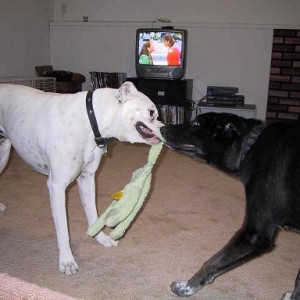 Tug of War