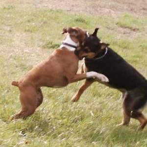 Hug & Kisses