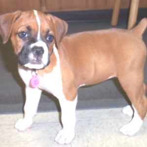 Laila (8wks)