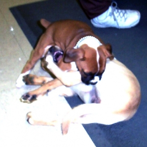 Puppy wrestling