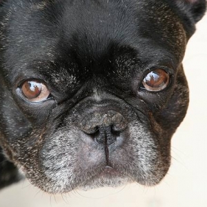 Athlon the French Bulldog