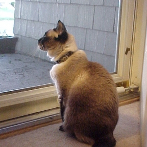 Watching the world go by.....