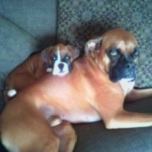 two tired out pups
