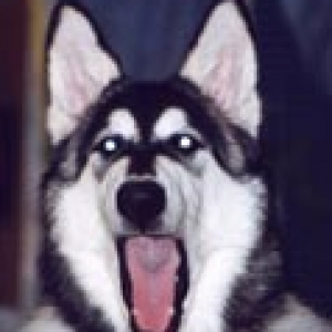 Cosmo yawning, when he was a year old