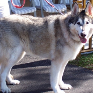 Cosmo, our wolf hybrid.