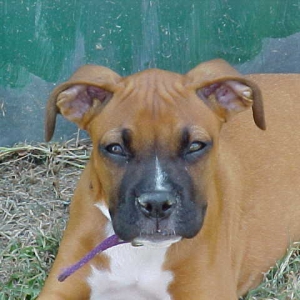 The little Alpha Girl