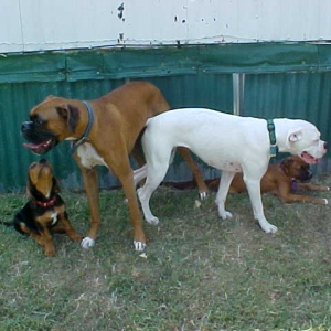 The Boxer Crew