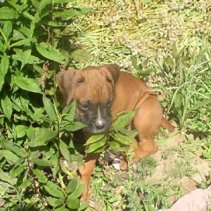 Foster