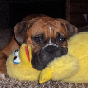 Koda and Big Bird