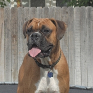 Koda, king of the trampoline