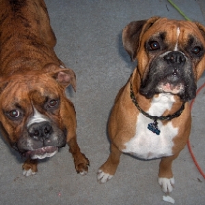 Koda and Brandi
