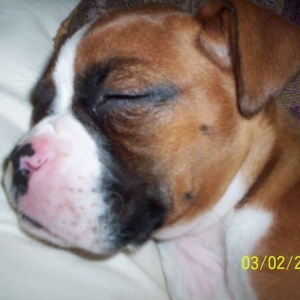 Daisy 9 weeks old