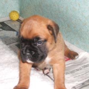 Lola