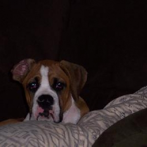 Ricky the ultimate couch protector.