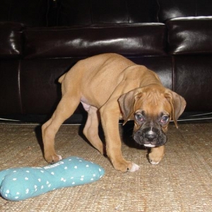 Ringo 8 weeks