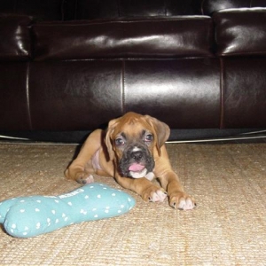 Ringo with his ball - 8 weeks