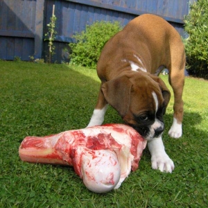 First Bone!